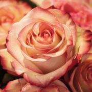 waarzegger Rose 